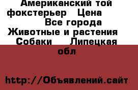 Американский той фокстерьер › Цена ­ 25 000 - Все города Животные и растения » Собаки   . Липецкая обл.